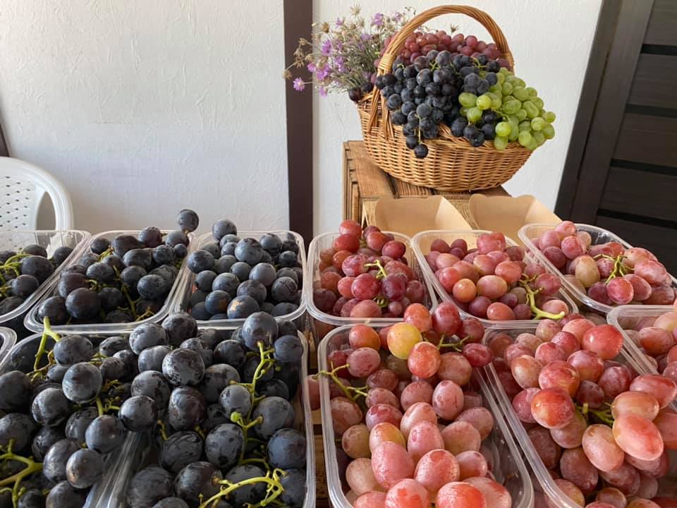 10 килограмм винограда. Сбор столового винограда. Виноград столовый Италия. Производство столового винограда.